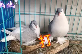 看看鸽舍里面最强悍的鸽子，感觉要潦倒一个鸽。视频封面