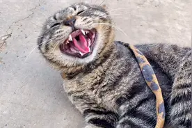 千万别养这种猫？2岁虎斑折耳猫不认主又哈又骂撒泼打滚看见车跑视频封面