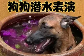 全网最会享受的狗子在浴缸里泡澡，还展示潜水技能，奈何浴缸太小视频封面