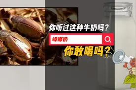 你听过蟑螂奶吗？它的营养价值是普通牛奶的3倍，那么你敢喝吗？视频封面