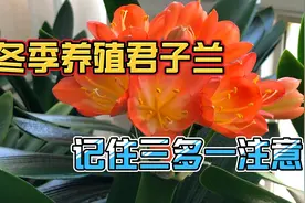 冬季养殖君子兰遵循“三多一注意”，叶片厚实，利于开花视频封面