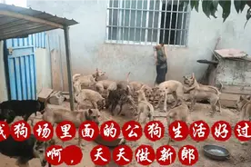 夏天太热多喂青菜，给公狗补充能量，体格棒棒的视频封面