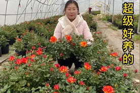 超级好养的火焰月季视频封面