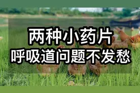 两种小药片，鸡群呼噜，咳嗽，张嘴喘气不发愁，养鸡人收藏