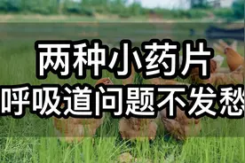 两种小药片，鸡群呼噜，咳嗽，张嘴喘气不发愁，养鸡人收藏视频封面
