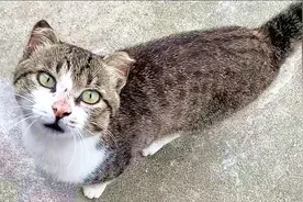 邻居家的猫天天来我家蹭吃蹭喝，活生生的猫形垃圾桶！视频封面