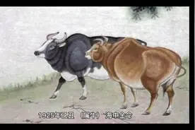 看看您是什么命视频封面