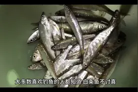 夏季野钓大白条，只要牢记这4点，一天钓几斤不是问题！视频封面