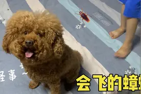 狗狗发现了会飞的蟑螂，铲屎官却强迫狗狗吃下去，狗狗会吃吗