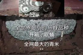 全世界最小的马蜂品种开箱取蛹！这应该是全网最大的小青米了吧？