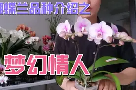 蝴蝶兰品种介绍之:梦幻情人。仙气逼人（清纯素雅，宛若仙子）视频封面