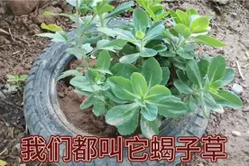昨晚我被蝎子蛰后就是用这个草捣烂敷上，早上起来没咋肿也不太疼视频封面