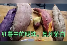 红薯口感大比拼，奥州紫白，西瓜红，小香薯，哈密，紫薯，看看吧视频封面