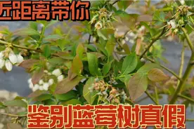 带你近距离看看蓝莓树长什么样 买树前做个参照视频封面