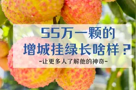 55万一颗的增城挂绿荔枝你吃过吗？视频封面