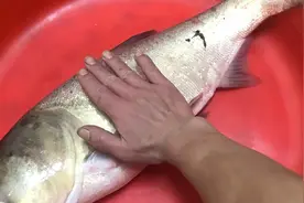 出门打工家里鱼塘被电工光顾后对鱼的伤害到底有多大！