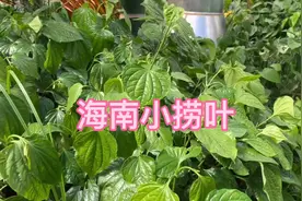 海南捞叶你们见过几种？能吃能煮能煎的小捞叶不知道吗？视频封面