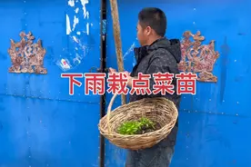 王一宁每天早上三四点钟就醒了，下雨了把辣椒苗栽上，还省得浇水视频封面