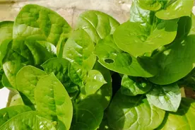 楼顶种植木耳菜，用这个料喷一喷！木耳菜能长3米高，还不长虫视频封面