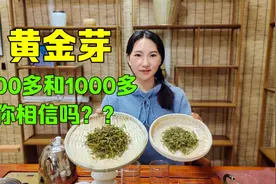 100多和1000多黄金芽不对比不知道，一对比连茶商都不敢相信！视频封面
