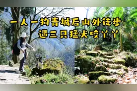 妹子带狗狗自驾青城后山外，徒步小众免费健身步道，天气好风景好