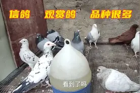 鲁西南两头乌信鸽观赏鸽，鸽子漂亮品种很多，实地全程给您分享！