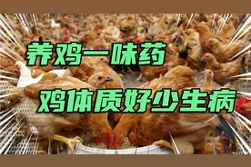 养鸡一味药，平时水里加一些，鸡长的壮少生病，养鸡妙招分享！视频封面