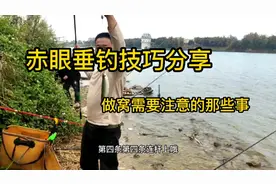 垂钓赤眼需要注意哪些事项！这样钓鱼获更多，花生钓红眼鱼技巧视频封面