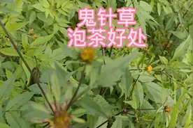 鬼针草泡茶的好处视频封面
