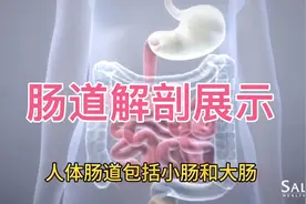 人体肠道解剖动画展示，值得收藏！