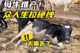母牛难产，几名壮汉用绳子绑住小牛生拉硬拽，母牛痛到张嘴哀嚎！视频封面