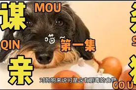 这里总结了你们想知道的狗绝对不能吃的食物和原因一起来看看吧视频封面