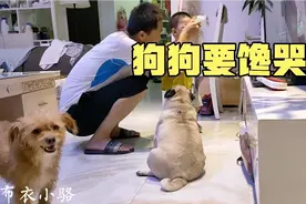 一岁宝贝喝妈妈剩下的乳酸菌奶！两个狗子也跟着馋哭了！都是吃货视频封面