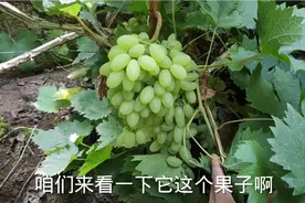 真牛叉！果子自然无核“鸡蛋大”单穗5到6斤，葡萄里的丰产之王视频封面