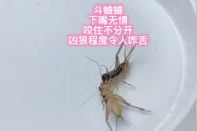 斗蛐蛐，下嘴无情，咬住不分开，凶狠程度令人咋舌！视频封面