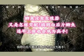 鲫鱼没有生殖器又是怎样交配？搞明白后斤鲫连竿上岸也会成为高手