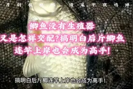鲫鱼没有生殖器又是怎样交配？搞明白后斤鲫连竿上岸也会成为高手视频封面