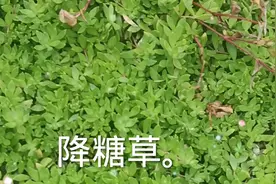降糖草。视频封面