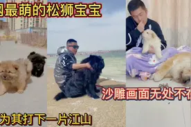 全网最萌的松狮宝宝！主人为其打下一片江山！沙雕画面无处不在！视频封面
