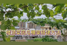 楼顶菜园搭建网状链式棚架，安全实用又耐用视频封面