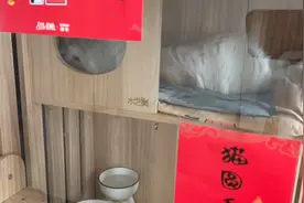 猫咪发情了，一天到晚的叫老吴，快让狗狗教教猫咪到底怎么吃猫条视频封面