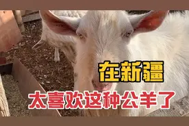 在新疆，养殖户特别喜欢这样的公羊，精力旺盛追着母羊到处跑！视频封面