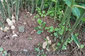 刚长出苗的生姜，姜块就多的露出了地面，我是用这种方法种植的