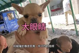 法斗串到底怎么看