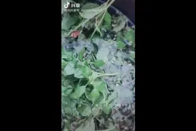 什么是痰？痰就是细菌用来包裹和保护自己的粘液视频封面