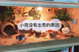 ＃芦丁鸡 小鸡没出壳是什么原因呢？孵化期间有几点需要注意的呢视频封面