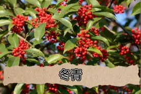 药材"四季青、冬青子、冬青皮"的原植物冬青视频封面