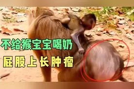 猴妈妈不给小猴子喝奶，是因为屁股上长肿瘤吗？视频封面