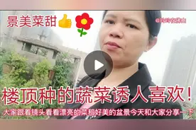 佛山人喜欢在楼顶种满了蔬菜品种多，其中有棵西红柿特别诱人眼目视频封面