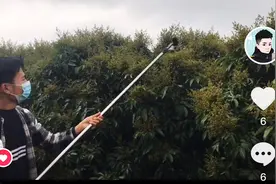 荔枝开花前要进行一项工作，蔬花，压花，机器蔬花，才能保证产量视频封面